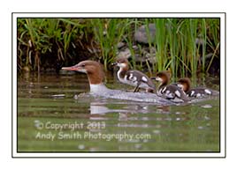 Common Merganser Female wqith Young